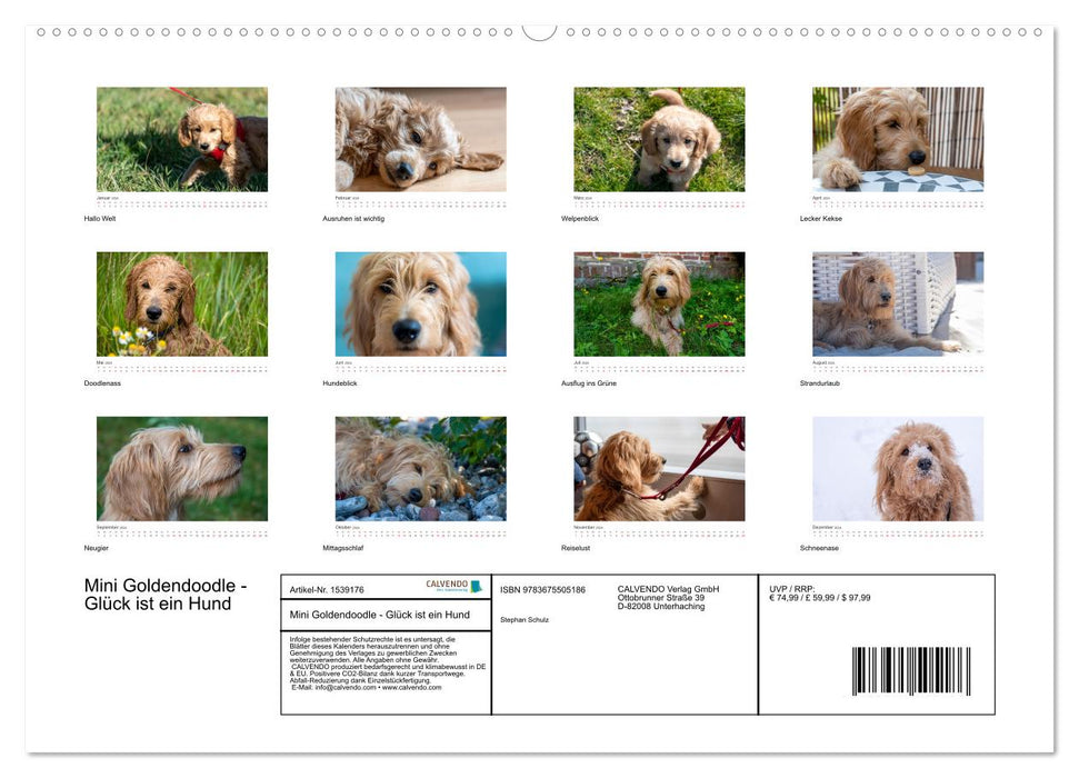 Mini Goldendoodle - Glück ist ein Hund (CALVENDO Premium Wandkalender 2024)