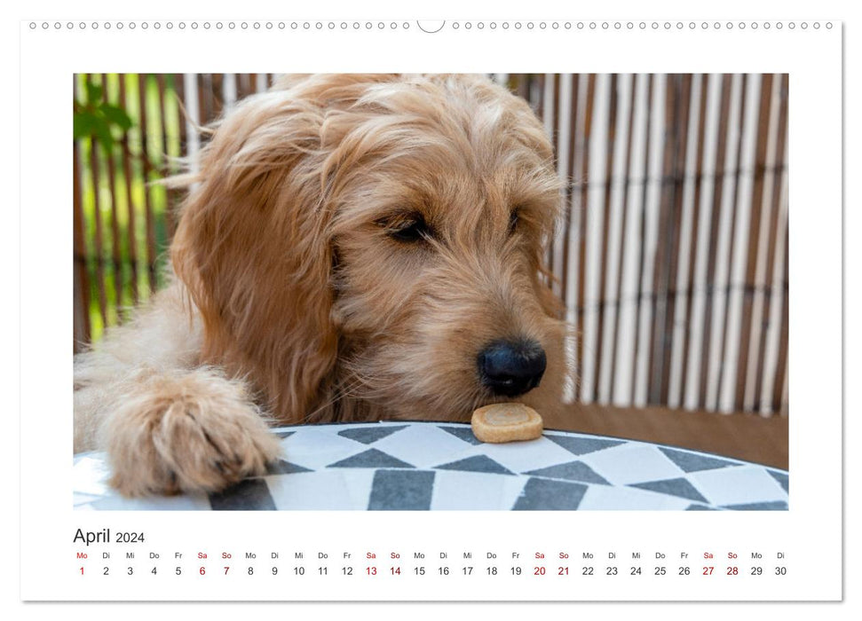 Mini Goldendoodle - Glück ist ein Hund (CALVENDO Premium Wandkalender 2024)