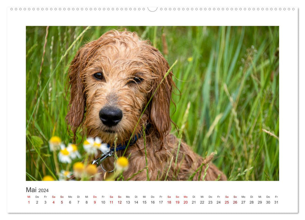 Mini Goldendoodle - Glück ist ein Hund (CALVENDO Premium Wandkalender 2024)