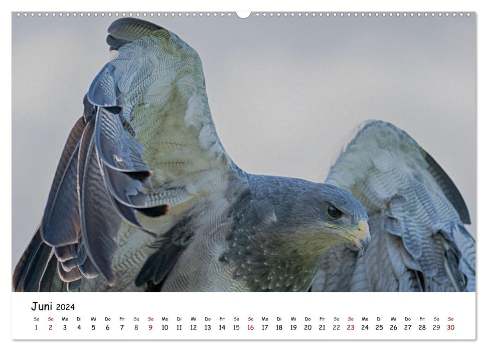 Greifvögel und Eulen (CALVENDO Wandkalender 2024)