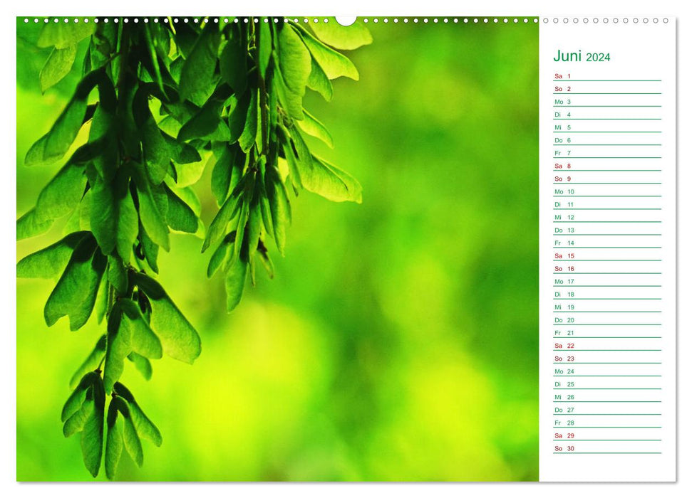 Grün Makrofotografien aus der grünen Welt der Pflanzen als Monatsplaner (CALVENDO Premium Wandkalender 2024)