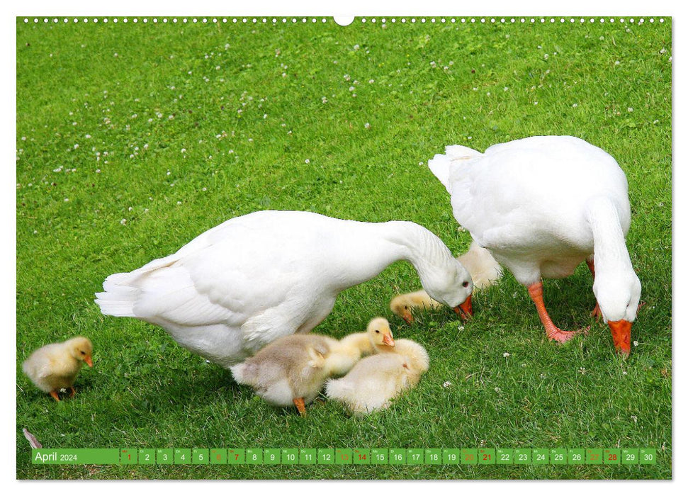 Glückliche Tiere (CALVENDO Premium Wandkalender 2024)