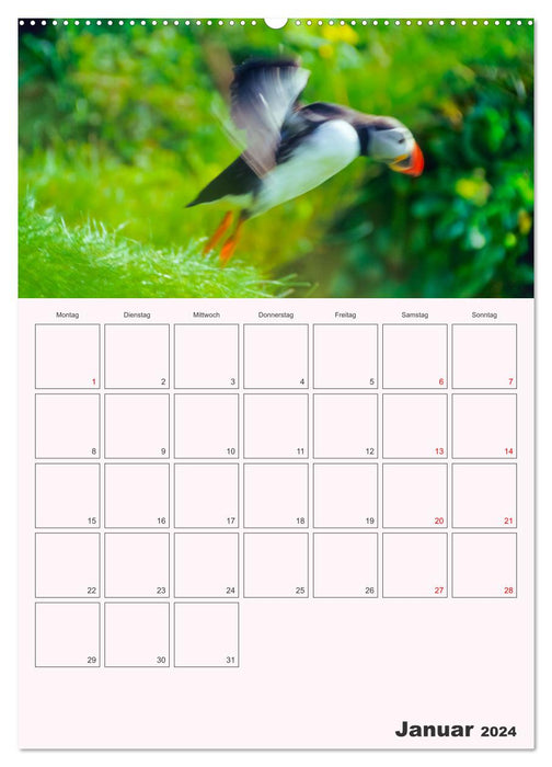 Papageitaucher Monatsplaner (CALVENDO Premium Wandkalender 2024)