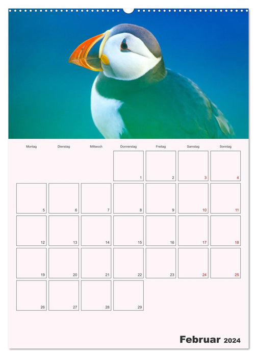 Papageitaucher Monatsplaner (CALVENDO Premium Wandkalender 2024)