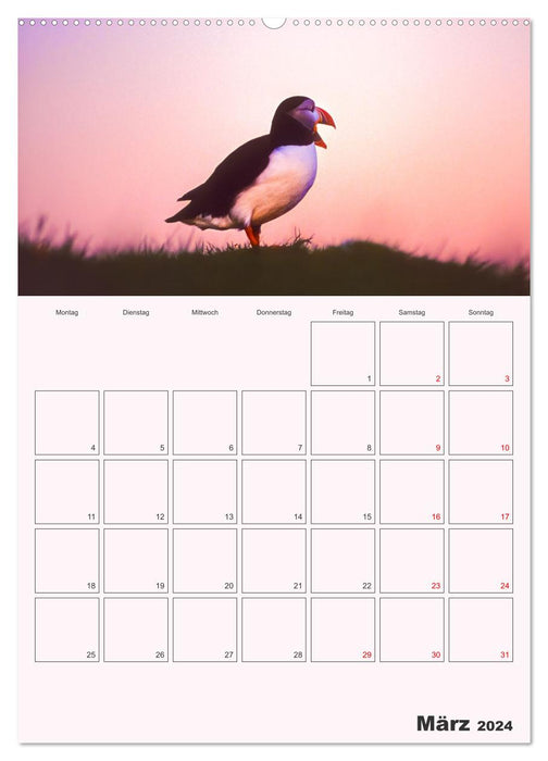 Papageitaucher Monatsplaner (CALVENDO Premium Wandkalender 2024)