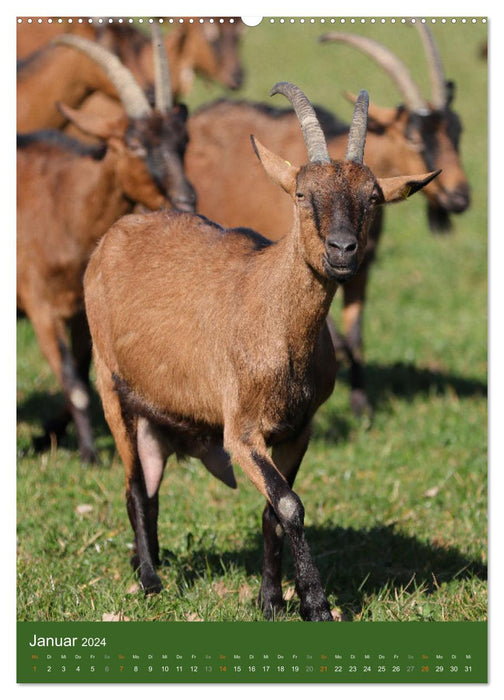 Goats - lovable stubborn heads (CALVENDO wall calendar 2024) 