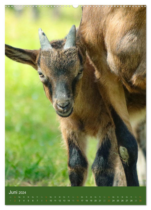 Goats - lovable stubborn heads (CALVENDO wall calendar 2024) 