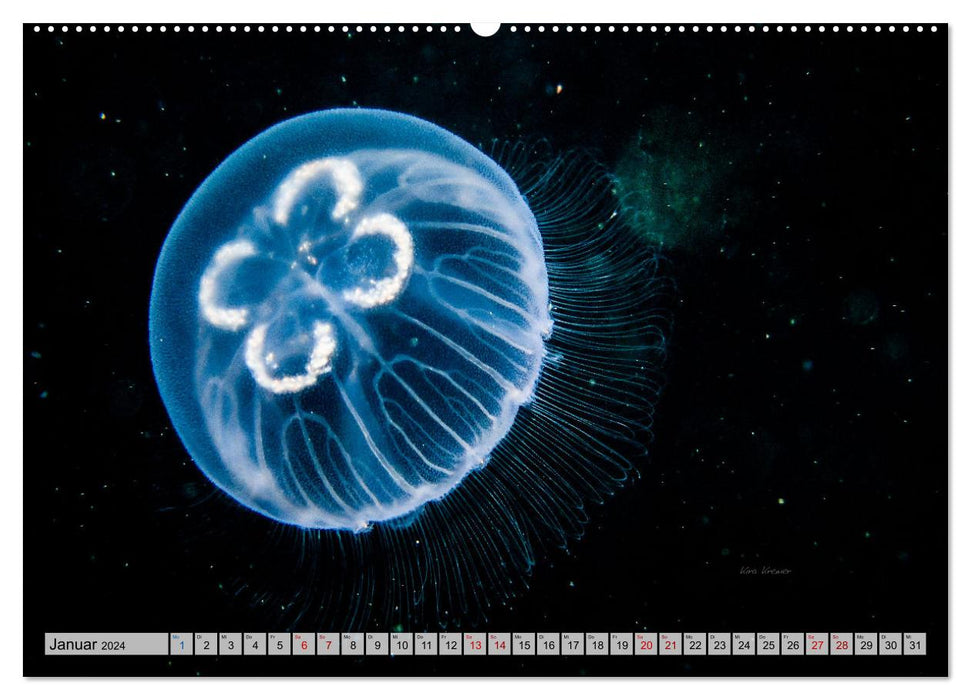 Underwater Magic (CALVENDO Premium Wandkalender 2024)