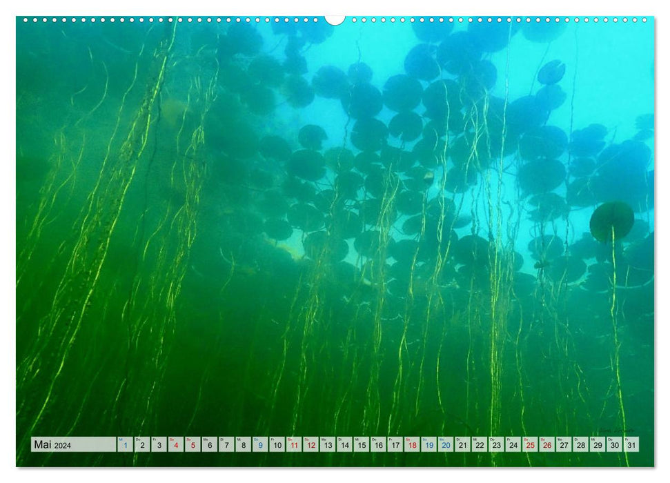 Underwater Magic (CALVENDO Premium Wandkalender 2024)
