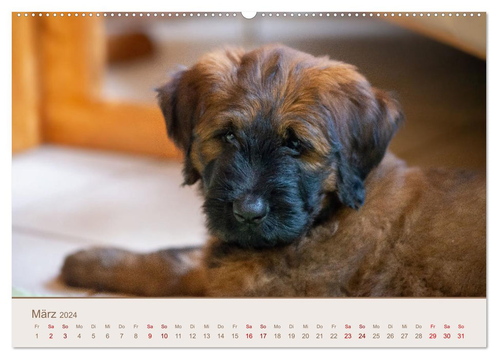 Ein Hundekind namens Anton (CALVENDO Premium Wandkalender 2024)