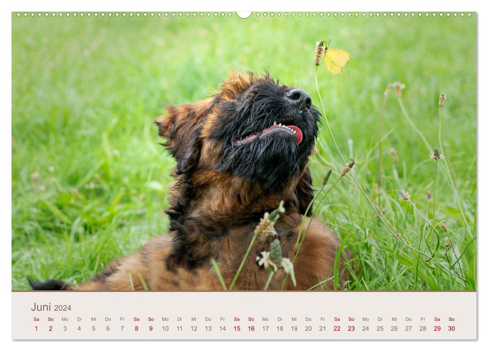 Ein Hundekind namens Anton (CALVENDO Premium Wandkalender 2024)