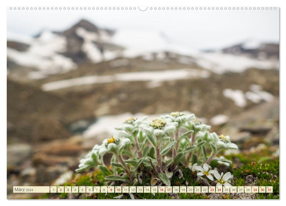 Edelweiß - Wahrzeichen der Alpen (CALVENDO Premium Wandkalender 2024)