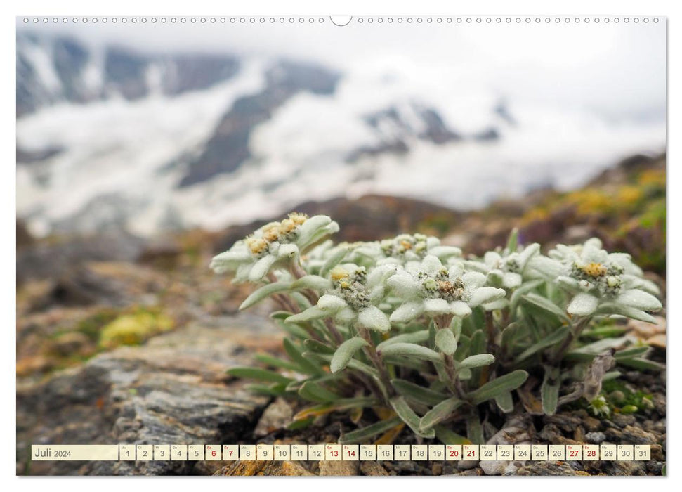 Edelweiß - Wahrzeichen der Alpen (CALVENDO Premium Wandkalender 2024)