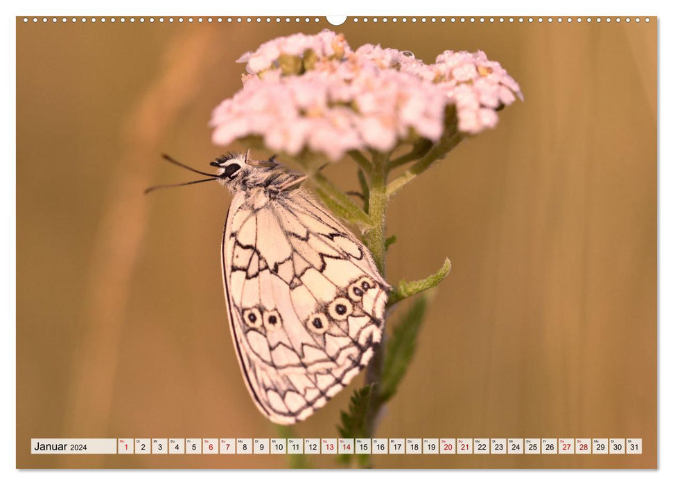 Schmetterlinge. Schimmernde Zauberwesen (CALVENDO Wandkalender 2024)