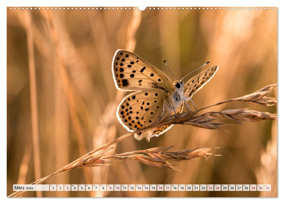 Schmetterlinge. Schimmernde Zauberwesen (CALVENDO Wandkalender 2024)