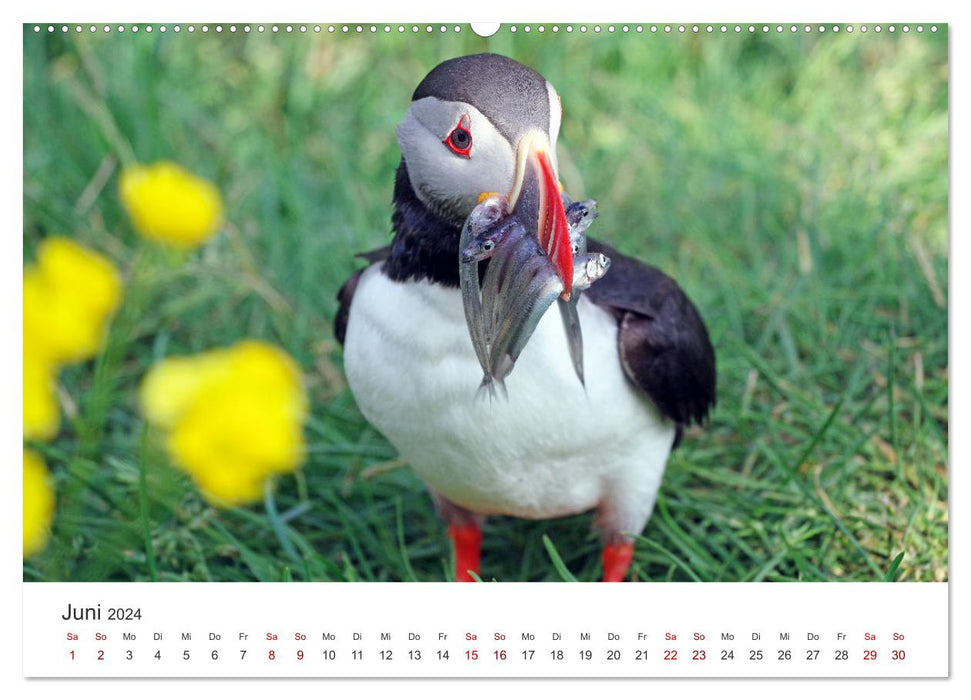 Island - Zauber des Nordens (CALVENDO Wandkalender 2024)