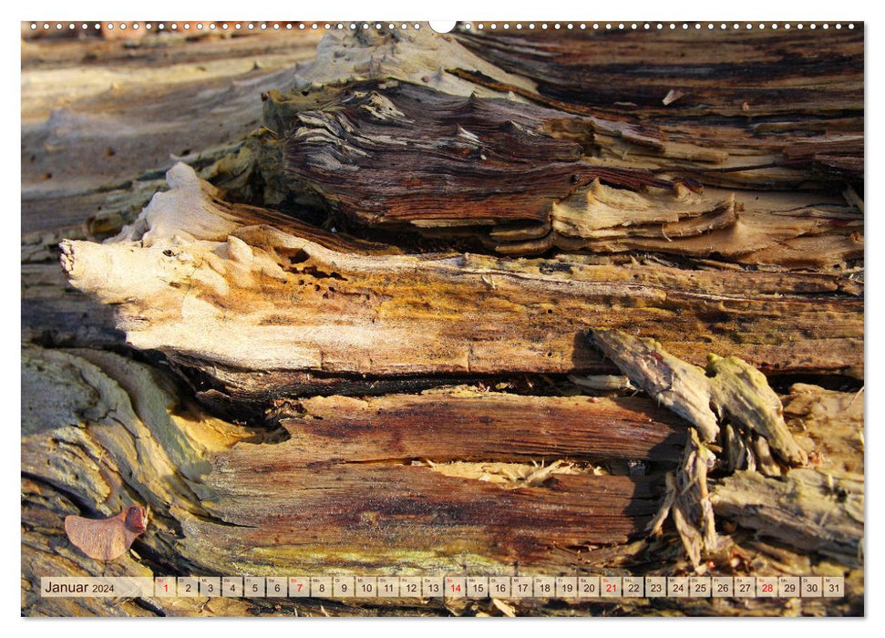 Fantastische Baumwelten (CALVENDO Wandkalender 2024)