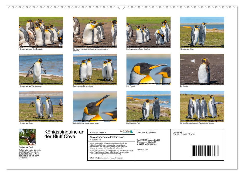 Königspinguine an der Bluff Cove (CALVENDO Premium Wandkalender 2024)