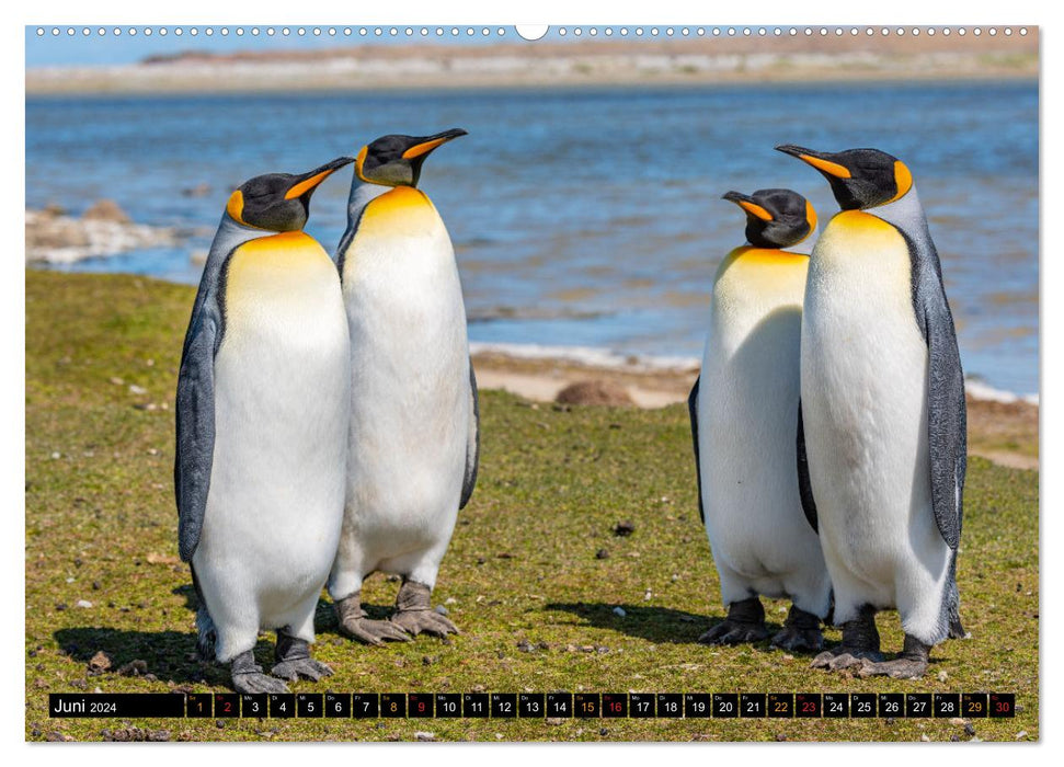 Königspinguine an der Bluff Cove (CALVENDO Premium Wandkalender 2024)