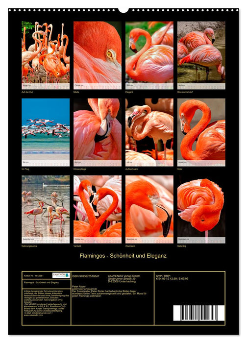 Flamingos - Eleganz und Schönheit (CALVENDO Wandkalender 2024)