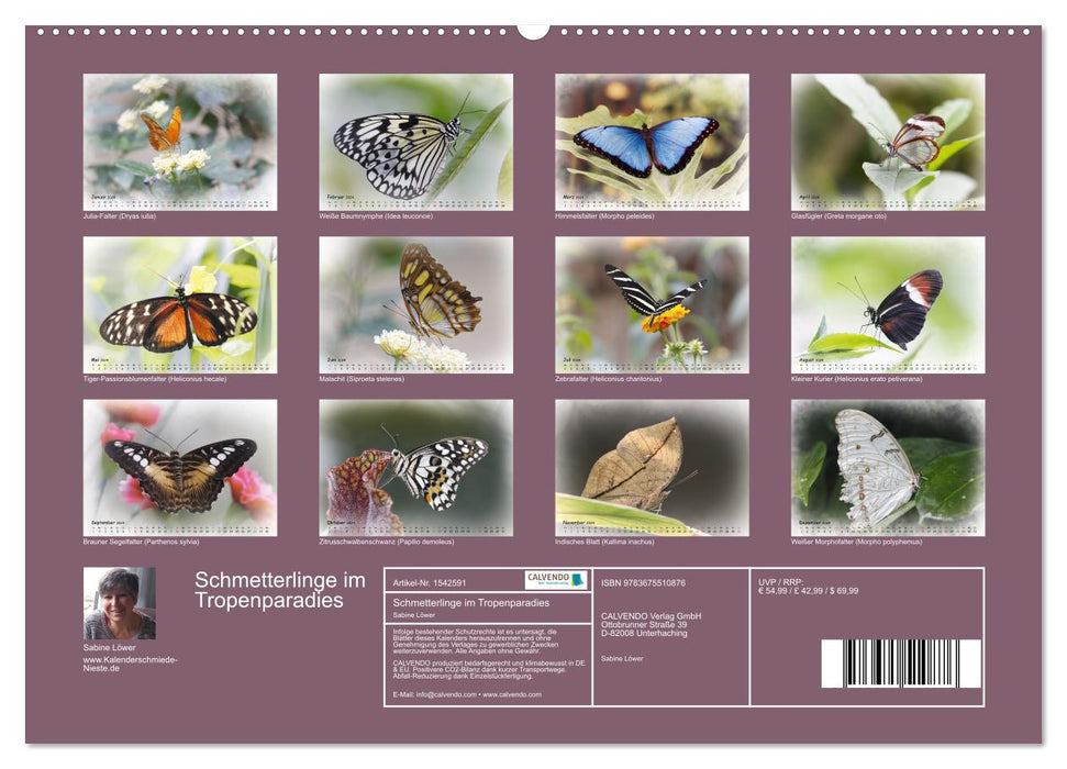 Schmetterlinge im Tropenparadies (CALVENDO Wandkalender 2024)