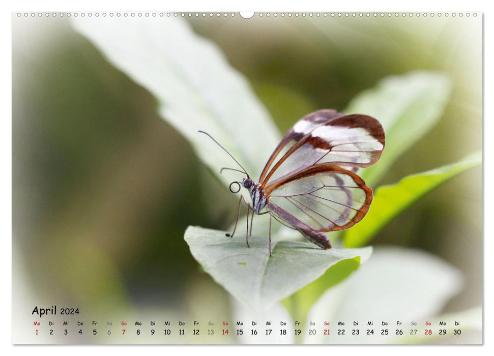Schmetterlinge im Tropenparadies (CALVENDO Wandkalender 2024)