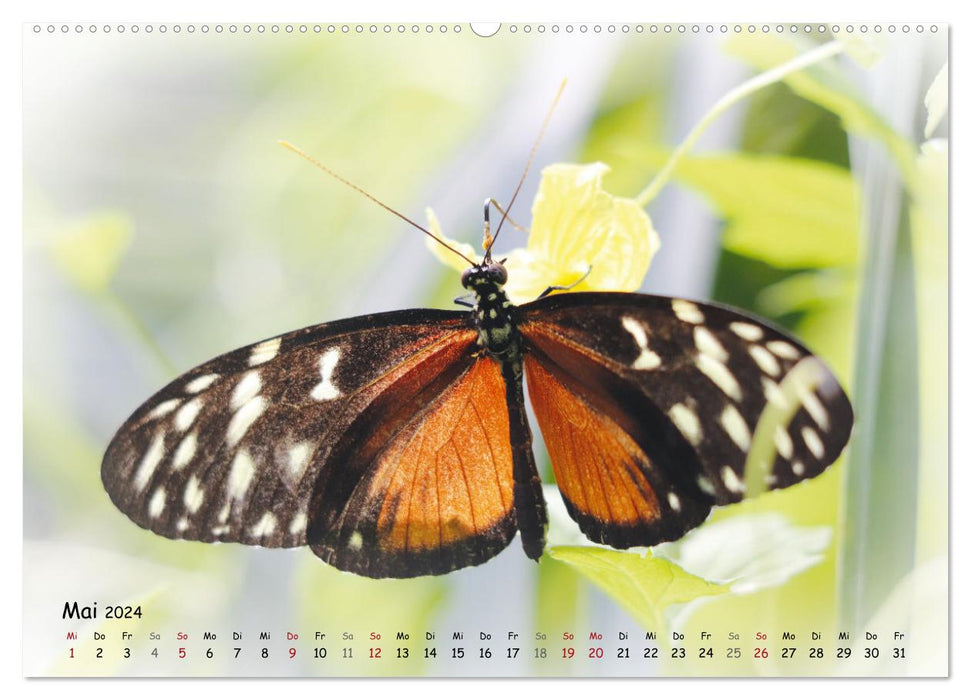 Schmetterlinge im Tropenparadies (CALVENDO Wandkalender 2024)