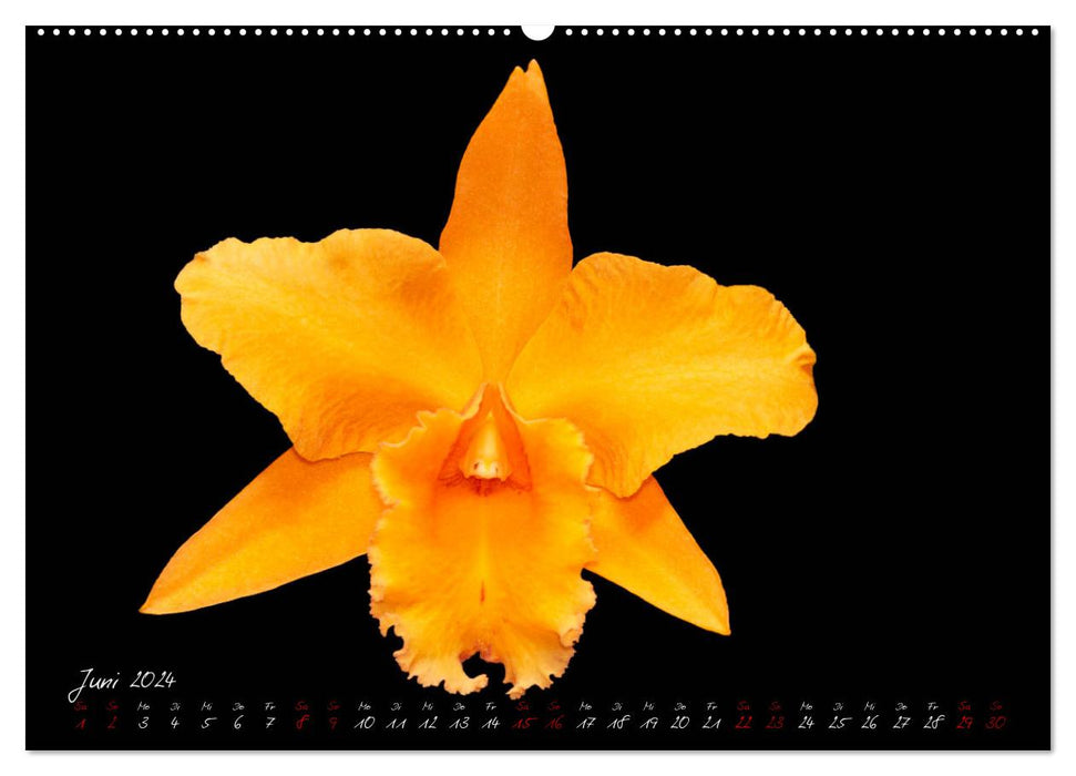 Cattleys Lumineux (Calendrier mural CALVENDO 2024) 