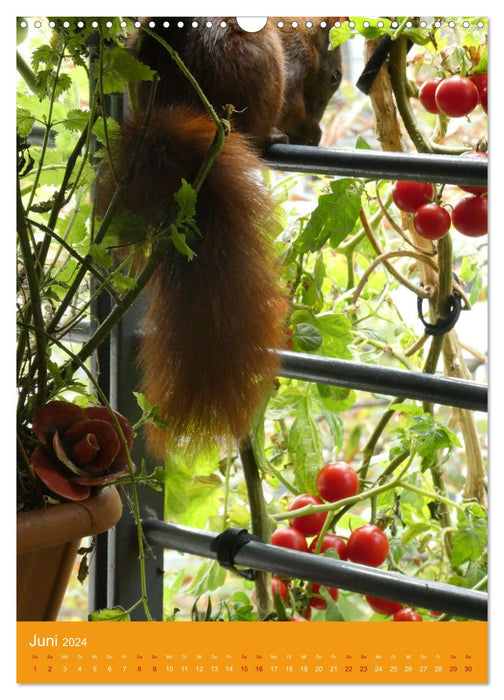 Mon balcon bio : expérience nature en pleine ville (Calendrier mural CALVENDO 2024) 