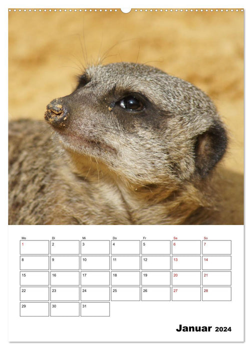 Suricates mignons (calendrier mural CALVENDO 2024) 