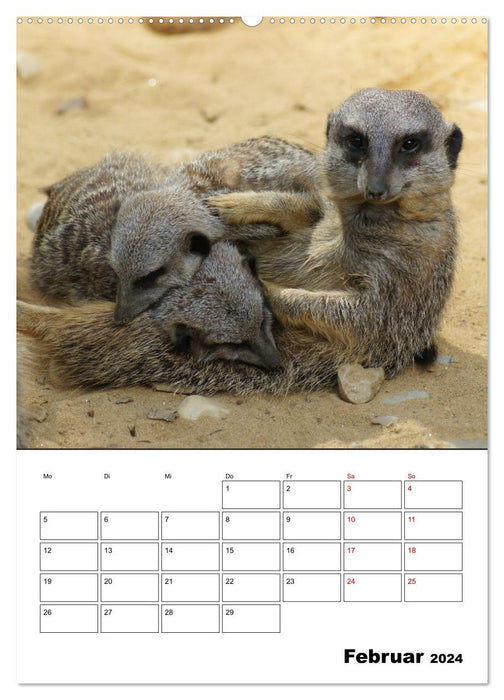 Suricates mignons (calendrier mural CALVENDO 2024) 