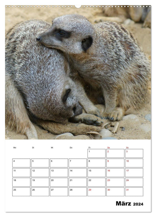 Niedliche Erdmännchen (CALVENDO Wandkalender 2024)