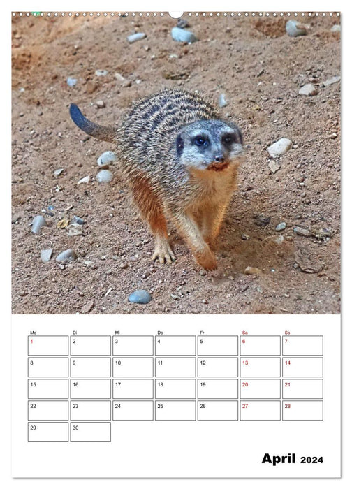 Suricates mignons (calendrier mural CALVENDO 2024) 