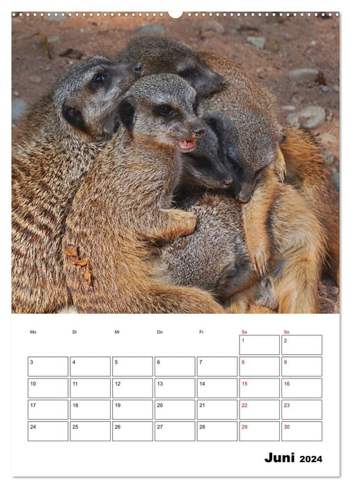 Suricates mignons (calendrier mural CALVENDO 2024) 