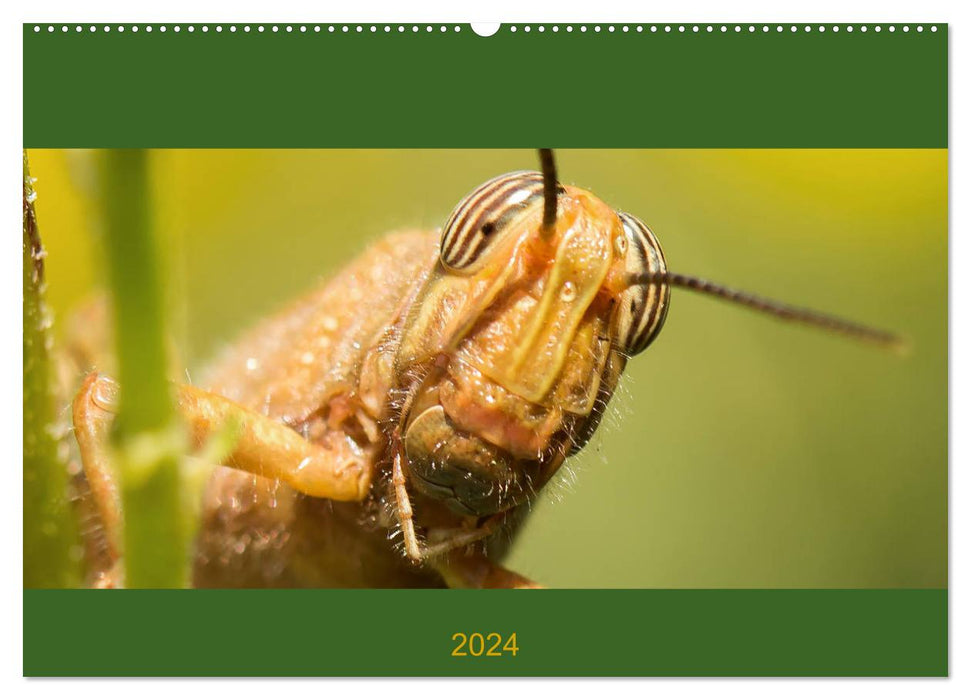 Schicke Krabbler (CALVENDO Wandkalender 2024)