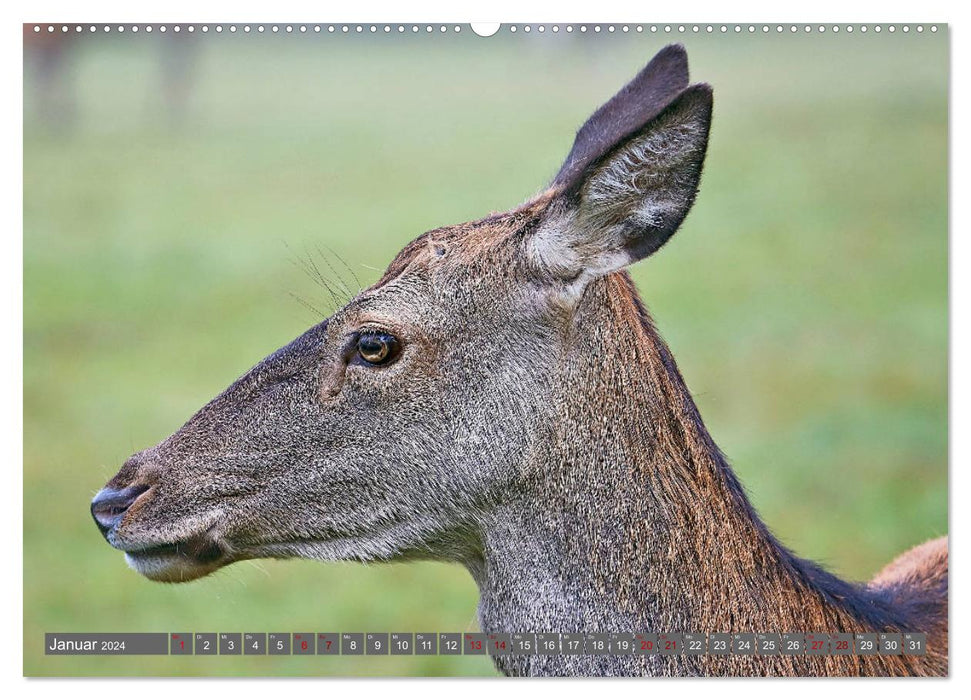 Tiere im Wildgehege Meßstetten EV (CALVENDO Premium Wandkalender 2024)