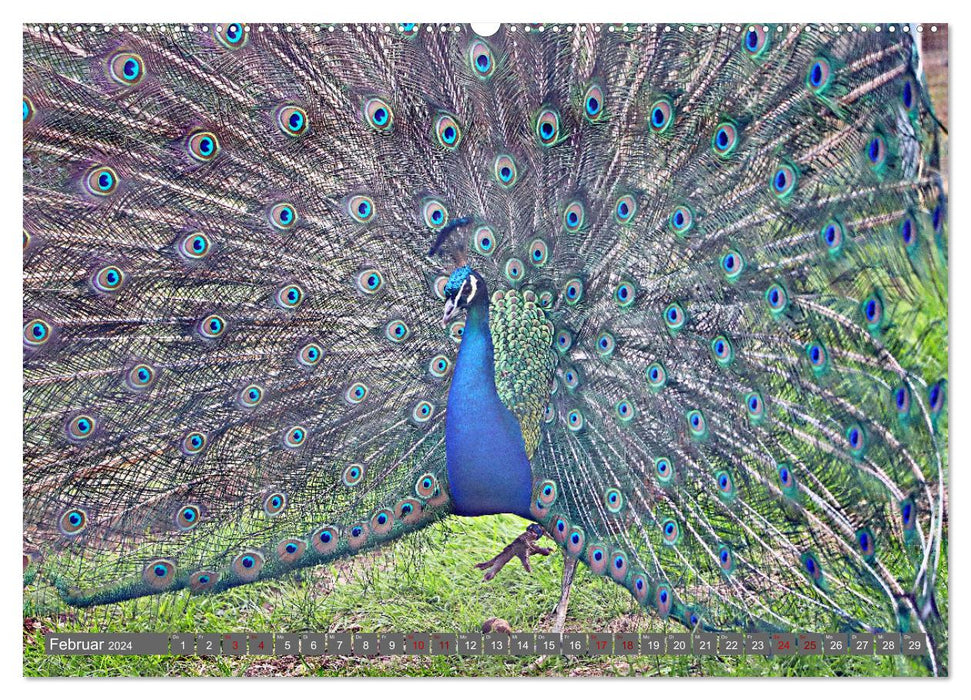 Animaux dans la réserve animalière de Meßstetten EV (Calendrier mural CALVENDO Premium 2024) 