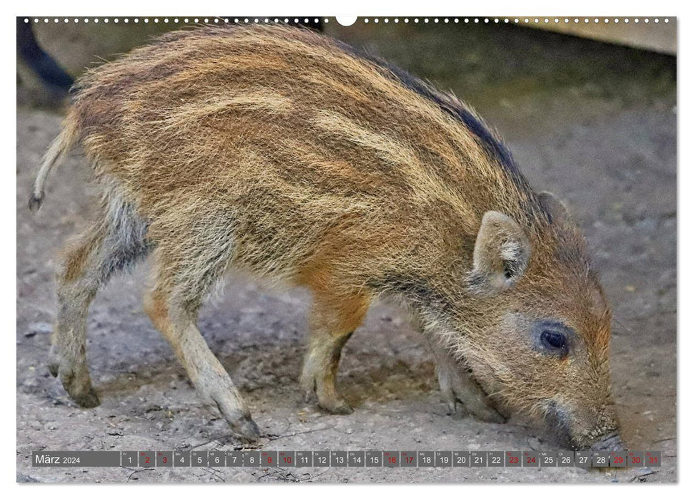 Animaux dans la réserve animalière de Meßstetten EV (Calendrier mural CALVENDO Premium 2024) 