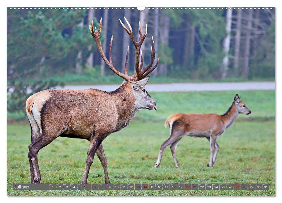 Tiere im Wildgehege Meßstetten EV (CALVENDO Premium Wandkalender 2024)