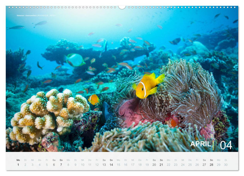 Die schönsten Korallenriffe zum Tauchen auf den Malediven (CALVENDO Wandkalender 2024)