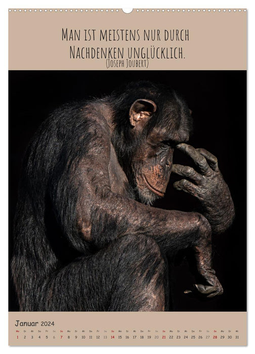 Besinnliche Schimpansen (CALVENDO Wandkalender 2024)