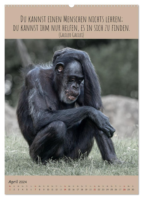 Besinnliche Schimpansen (CALVENDO Wandkalender 2024)