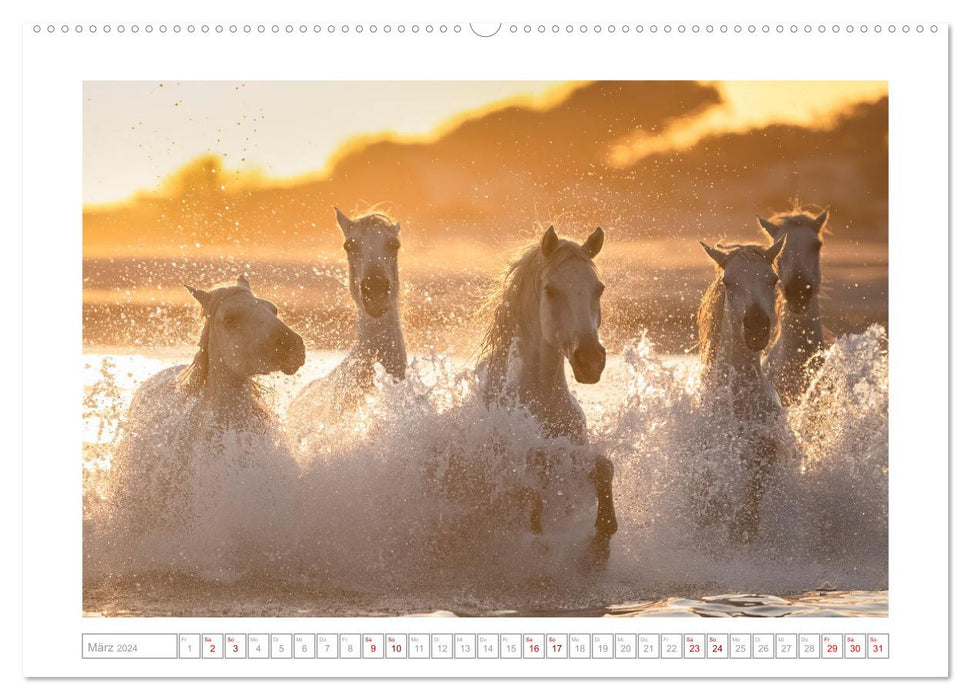 Pferdeparadies Camargue (CALVENDO Wandkalender 2024)