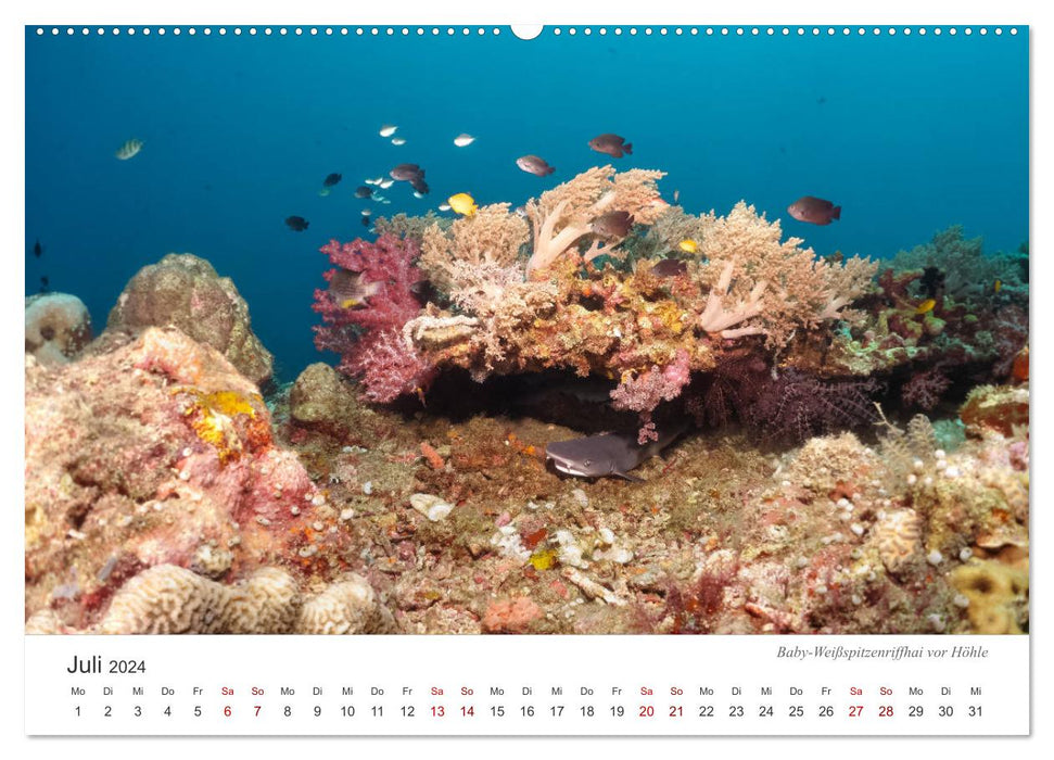 Unterwasser - eine bunte Welt (CALVENDO Premium Wandkalender 2024)