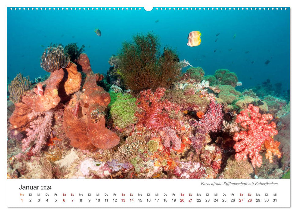 Unterwasser - eine bunte Welt (CALVENDO Wandkalender 2024)
