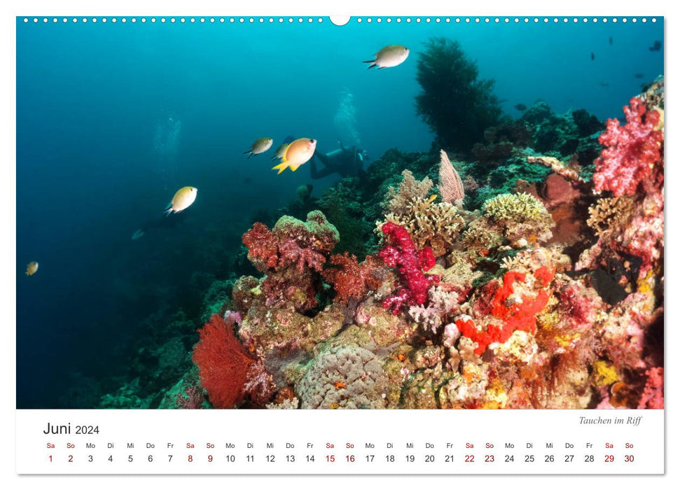 Unterwasser - eine bunte Welt (CALVENDO Wandkalender 2024)