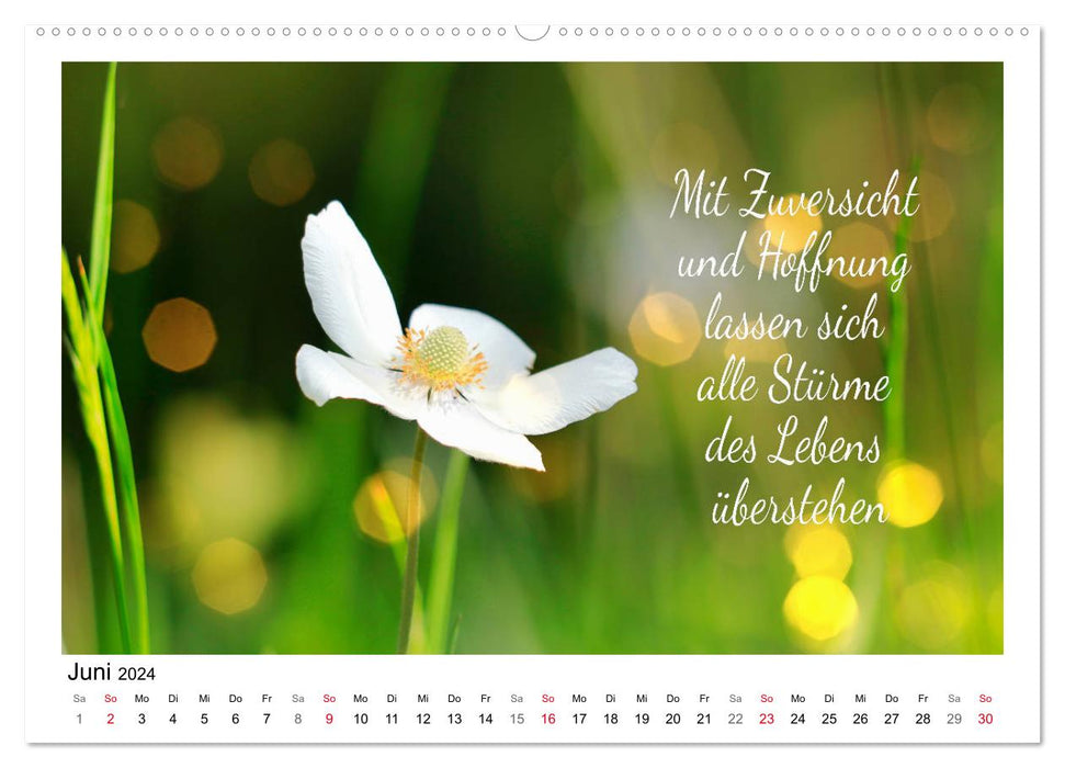Weiße Blüten, weise Worte (CALVENDO Premium Wandkalender 2024)