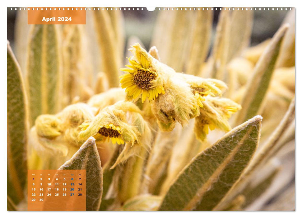 Im Nationalpark Los Nevados (CALVENDO Premium Wandkalender 2024)