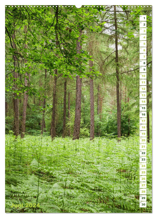 EIFEL - Kraftorte Wald und Wasser (CALVENDO Wandkalender 2024)