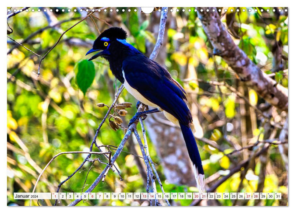 Pantanal: Faszinierende Tiere hautnah (CALVENDO Wandkalender 2024)